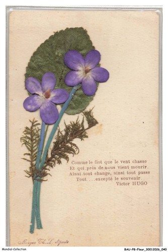 Baup8 0390 fleurs - fiori, viola