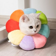 Fiore elisabettiano gatto cane - elisabettiano,