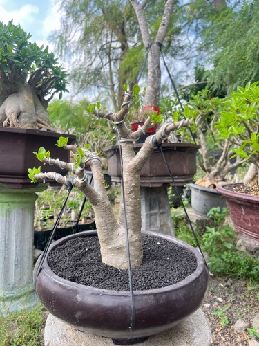Bonsai adenium obesum rosa - di,