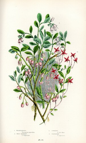 Stampa botanica antica 1899 - stampa,