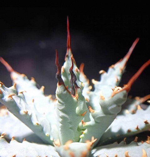 Rara agave utahensis var - rara,