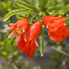 Melograno nano punica granatum - melograno,