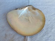 RARA GRANDE CONCHIGLIA