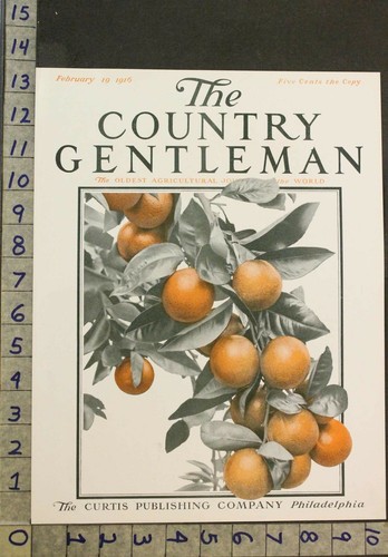 1916 arancio frutteto albero - arancio,