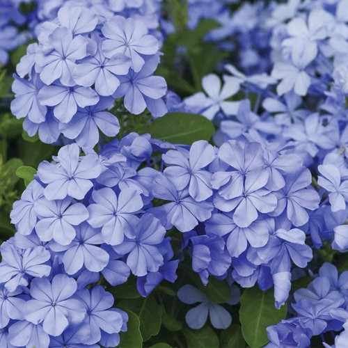 Plumbago capensis piombaggine - capensis, "piombaggine