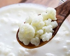 50 GRAMMI DI KEFIR DI LATTE
