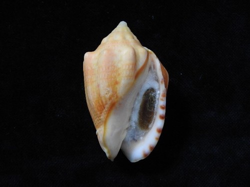 Sea shell voluta musica - sea,