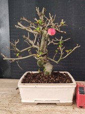 bonsai di melo   h 30 cm