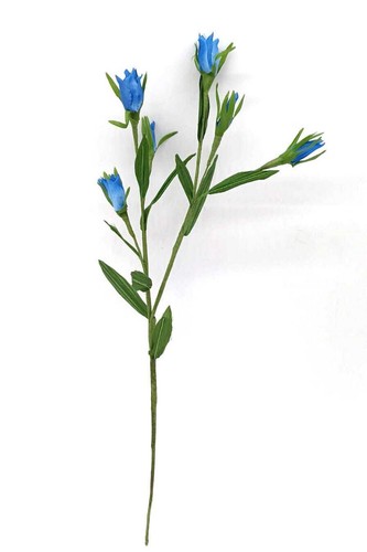 Fiore genziana alpina - alpina,