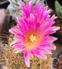 Thelocactus hastifer seeds - hastifer,