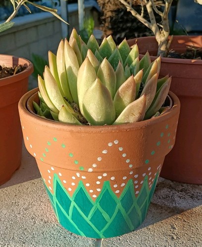 Pianta grassa echeveria - pianta,