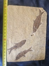 FAVOLOSA LASTRA PESCI FOSSILI
