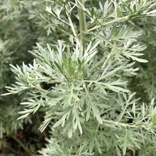 Assenzio Artemisia absinthium