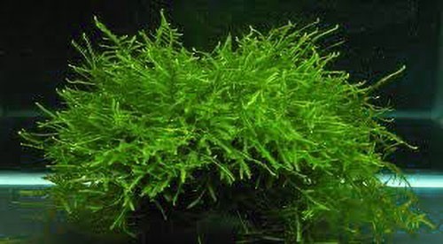 Muschio java moss - muschio,