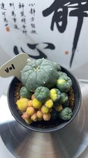 9,2 cm LW Multi Teste Cactus