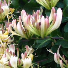 Caprifolium Caprifoglio 2L - Attraente per la sua fioritura rigogliosa