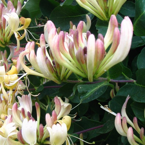 Caprifolium caprifoglio - caprifoglio, 2l