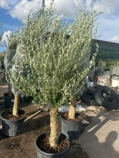olea europaea fusto koroneiki vaso 55 (foto reali)