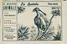 R@R@ FIGURINA DEL REGNO