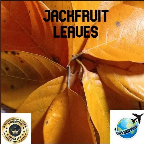 Foglie jackfruit essiccate - di,
