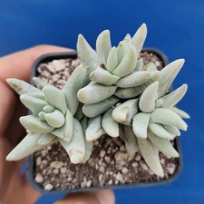 Crassula "Cornuta" (Namibia)