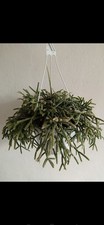 RHIPSALIS PILOCARPA, GRANDI