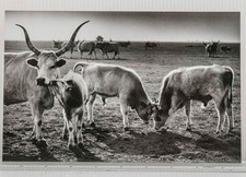 Bianco e Nero Fotografia
