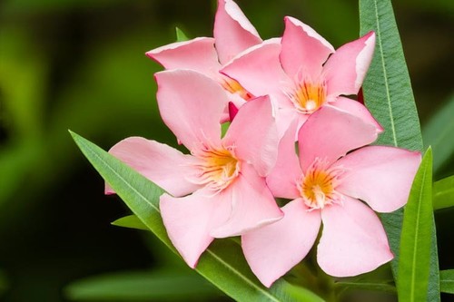 Oleandro nerium oleander - -,