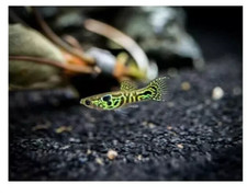 POECILIA WINGEI ENDLER TIGER HIGH GRADE MEGA OFFERTA!!!!