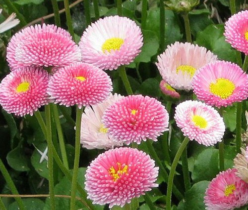 Margherita inglese bellis - inglese,