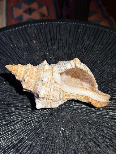 Conchiglia marina naturale - marina,