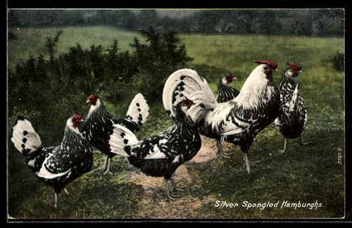 Gallo galline della - galline, razza