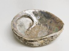 Grande Conchiglia di Abalone