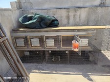 Gabbie per conigli o pollame da selezione razza, mostra.