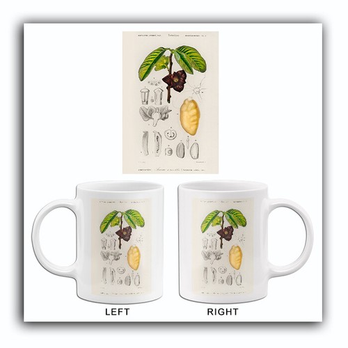 Pawpaw - ,