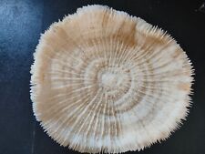 Conchiglia Shell MADREPORA MARINA CORALLO FUNGIA  mm 205 x 190  Indopacifico