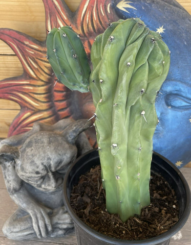 Myrtillocactus geometrizans - myrtillocactus,