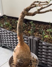 9 cm Adenium obesum "suomali"