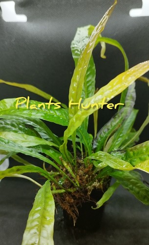 Microsorum orange - microsorum,
