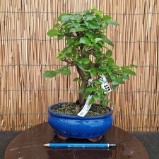 Bonsai di Carpino Coreano h 35cm Visita il mio negozio!