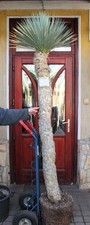 Yucca rostrata tronco 230 cm - 230,
