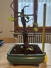 PRE BONSAI DI PRUNUS MAHALEB