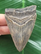Dente affilato del Megalodonte