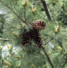 Pinus monticola -  - Pino