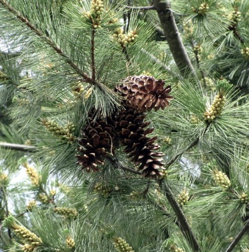 Pinus monticola pino - -,