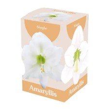 Bulbo di Amaryllis Bianco