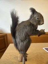 SCOIATTOLO  IMBALSAMATO