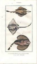 Antique Print FISH GUITAR