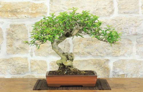 Bonsai pepe giapponese - bonsai,