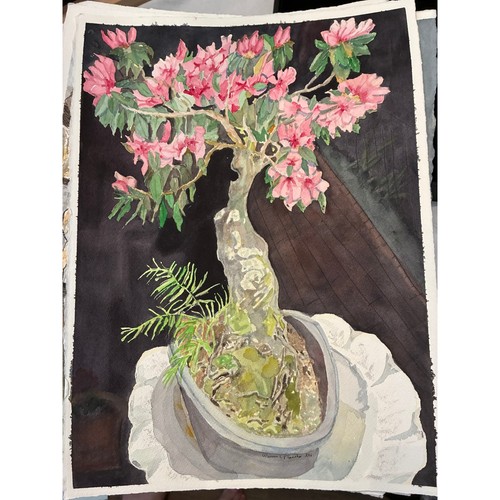 Bonsai azalea harahan - azalea,